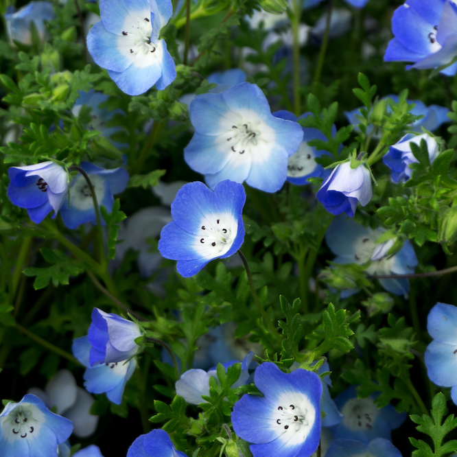 Baby Blue Eyes (Perennial) flower seeds for sale online in the USA