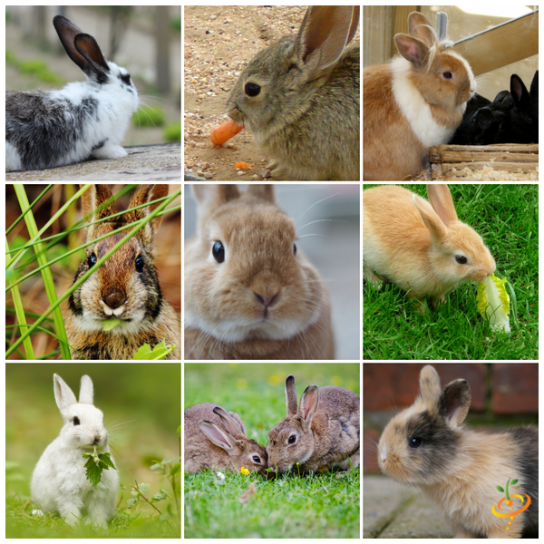 All-in-One Bunny Garden Variety Pack from SeedsNow-SeedBanks featuring assorted vegetable and herb seed packets in a colorful collage.
