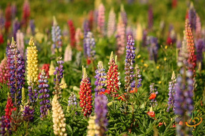 Wildflowers Lupine Scatter Garden Seed Mix by SeedsNow, showing vibrant purple lupine flowers in a garden setting