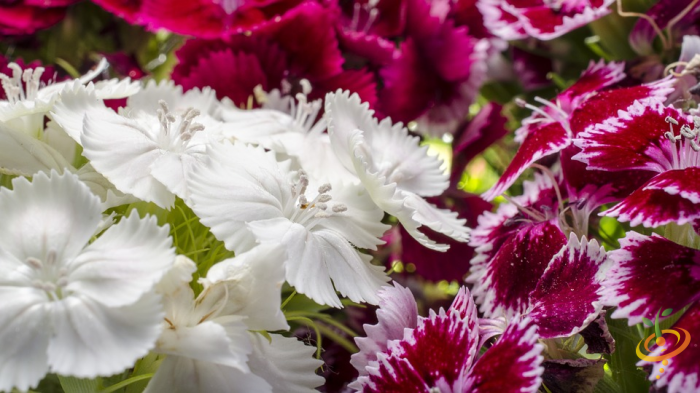 Wildflower Mix by SeedsNow featuring colorful low-growing wildflowers, including Sweet William, suitable for garden scatter planting.