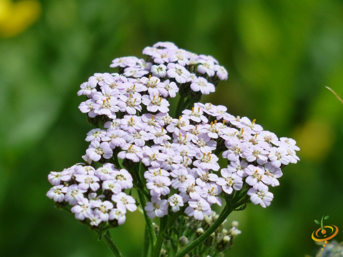 Wildflower mix seed packet featuring wildflowers like yarrow for deer-resistant garden landscaping by SeedsNow