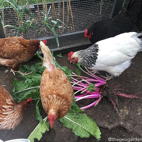 All-in-One Chicken Garden Variety Pack from SeedsNow-SeedBanks, featuring a diverse selection of chicken garden seeds in a colorful package.