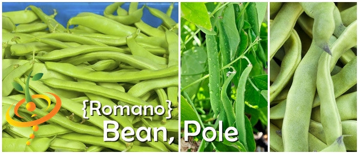 Romano Pole Bean fresh green pods and vine close-up images