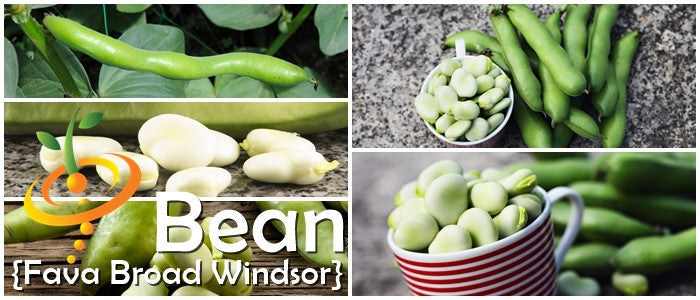 Fava bean Broad Windsor seeds in a clear container, showing vibrant green broad beans ready for planting or planting.