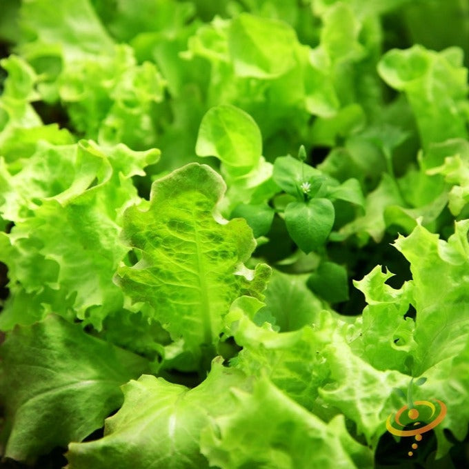 Green leaf salad bowl lettuce seeds for sale to buy online from USA. Loose leaf-type lettuce! Open-pollinated, USA-quality, Heirloom, NON-GMO organic seeds & more!