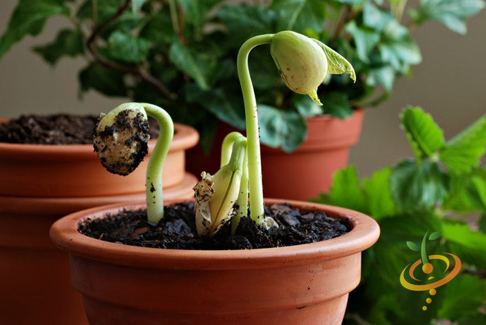 Lima bean plant from Henderson Seeds, green bush lima beans growing with leaves and pods on a garden plant.