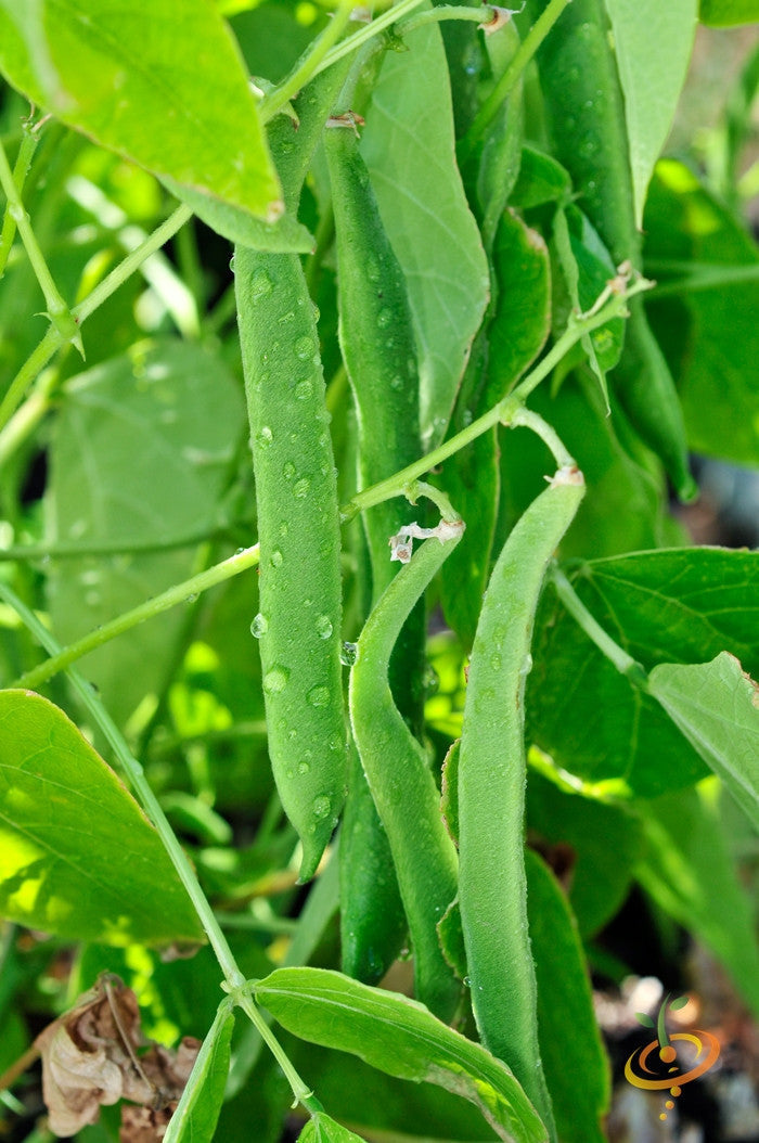 Close-up of fresh green Romano Pole Beans growing on a vining plant with water droplets on pods and leaves