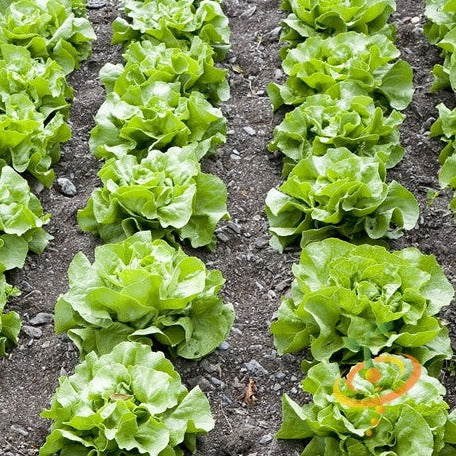 White Boston Butterhead lettuce seeds from SeedsNow, small packet showing vibrant lettuce seed variety for planting.