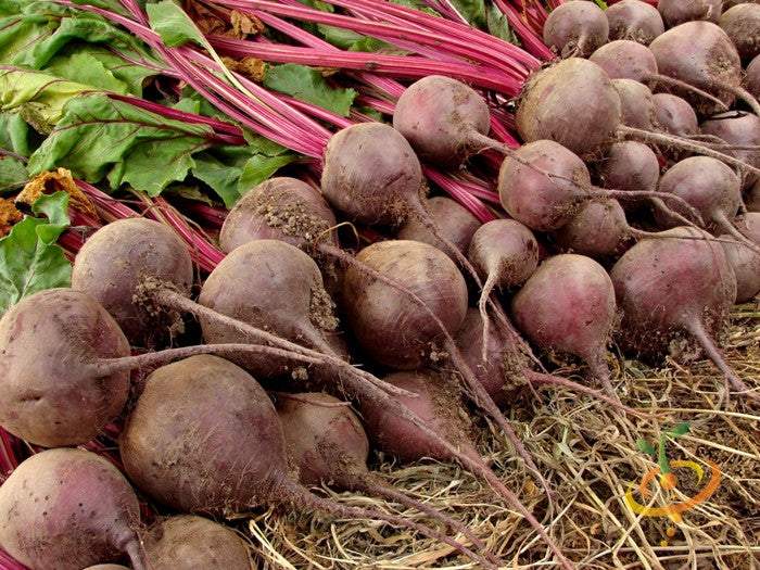 Freshly harvested Boltardy beets with deep-red roots and green leaves on soil.
