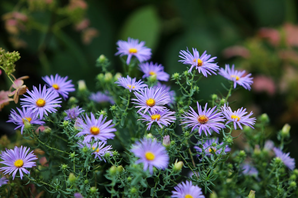 Aster Laevis blue flower seeds from SeedsNow-Flowers, showing small blue flower seed packets with illustrations of blooming asters.