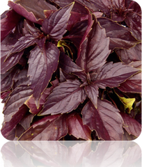 Red Velvet Basil leaf seeds from SeedsNow, showing small, vibrant red and green basil seed packets with fresh basil leaves.