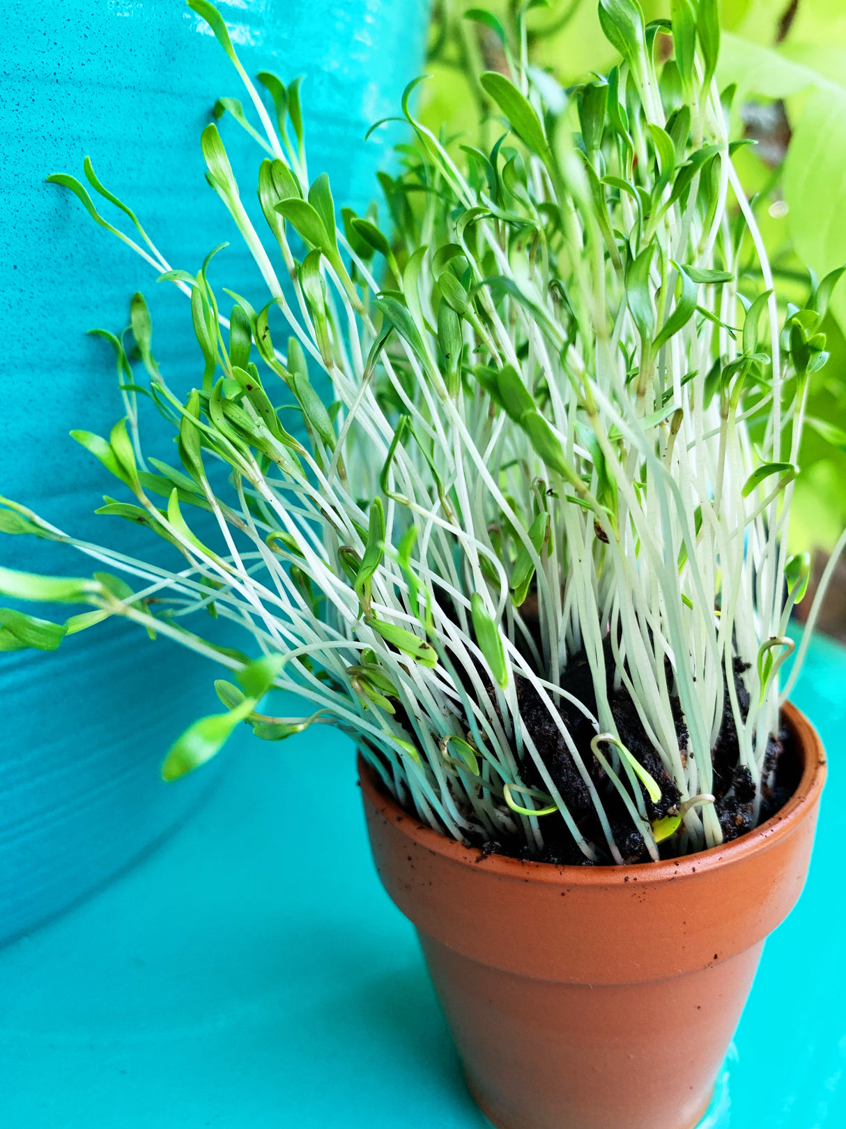 Sprouts/Microgreens - Cilantro/Coriander - SeedsNow.com