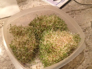 Fresh organic alfalfa sprouts growing in a plastic container indoors for nutrient-rich microgreens.