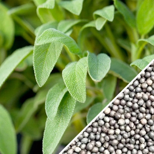 Sage - Broadleaf.