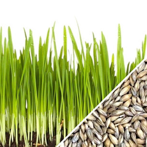 Buy Certified Organic USA Barley Sprouts/Microgreens seeds for sale online