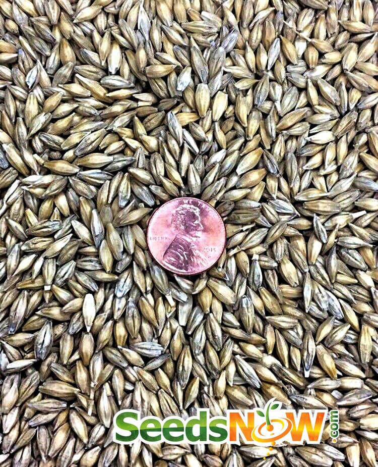 Fresh barley grass sprouts grown from SeedsNow microgreens seeds, vibrant green microgreens for salads and health benefits.