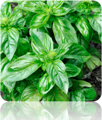 Italian Large Leaf Basil plant with bright green, large crinkled leaves growing in soil
