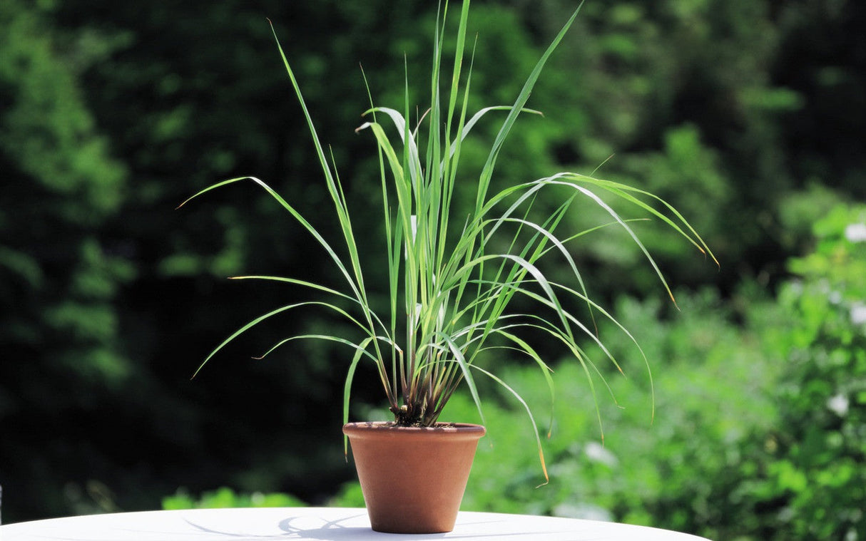 Lemon Grass plants in a garden, fresh herbaceous Lemon Grass seeds from SeedsNow for planting and herbal use.