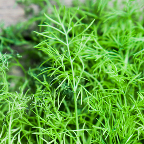 Buy Dill Anethum graveolens seeds to order online from the USA. 3 ft. tall annual herb. Open-pollinated OP, USA-quality, Heirloom, NON-GMO organic seeds & more!
