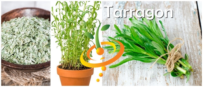 Fresh Tarragon (Dragon Wort) seeds from SeedsNow, showing small green seed packets on a white background.