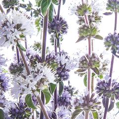 Medium image of Pennyroyal seeds from SeedsNow-SeedBanks, part of the All-in-One Mosquito Repellent Garden Variety Pack, showcasing seed packet.