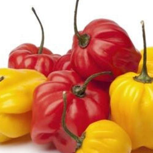 Pepper (Hot) - Scotch Bonnet, Red 🔥🔥🔥 - SeedsNow.com