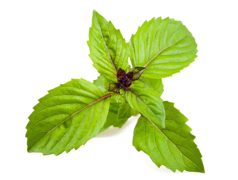Mexican basil seeds, Cinnamon basil variety, from SeedsNow, showing green seeds in a natural setting.