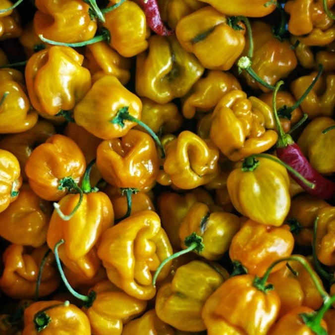 Pepper (Hot) - Habanero, Lemon ๐ฅ๐ฅ๐ฅ๐ฅ - SeedsNow.com