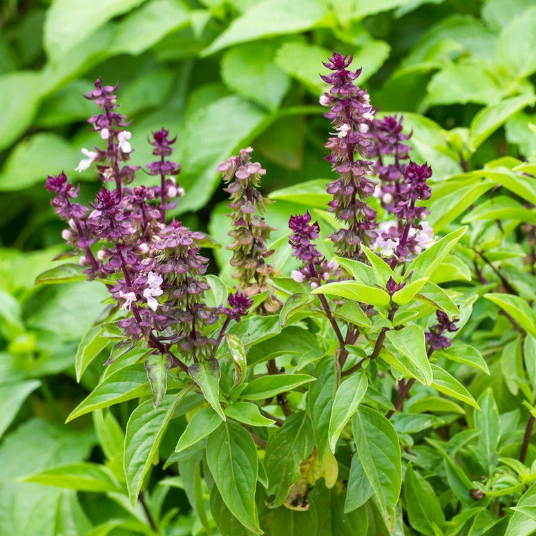 Licorice basil seeds for sale online in the USA! Sweet licorice flavor