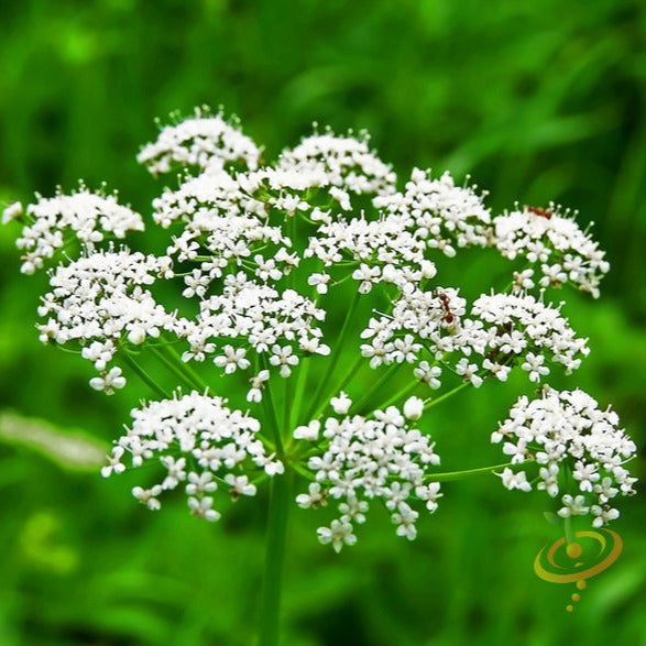 Buy fresh Anise Aniseed (Pimpinella anisum) seeds online in the USA. Open-pollinated, high-quality, grow guarantee. Edible seeds and leaves. Licorice flavor.