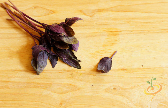 Red velvet basil seeds from SeedsNow, close-up of vibrant red velvet basil leaves on a plant.