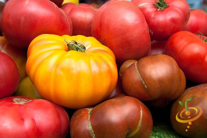 Yellow Beefsteak Tomato seeds from SeedsNow, showing vibrant yellow, indeterminate tomato plant with ripe, large beefsteak tomatoes.