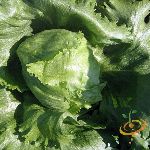 Crisp head Lettuce seeds for sale to buy online from the USA. Refreshing crunchy crisp lettuce! Open-pollinated, USA-quality, Heirloom, NON-GMO organic seeds & more!
