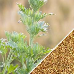 Medium image of Wormwood seeds in SeedsNow All-in-One Mosquito Repellent Garden Variety Pack, showing small green seed grains.