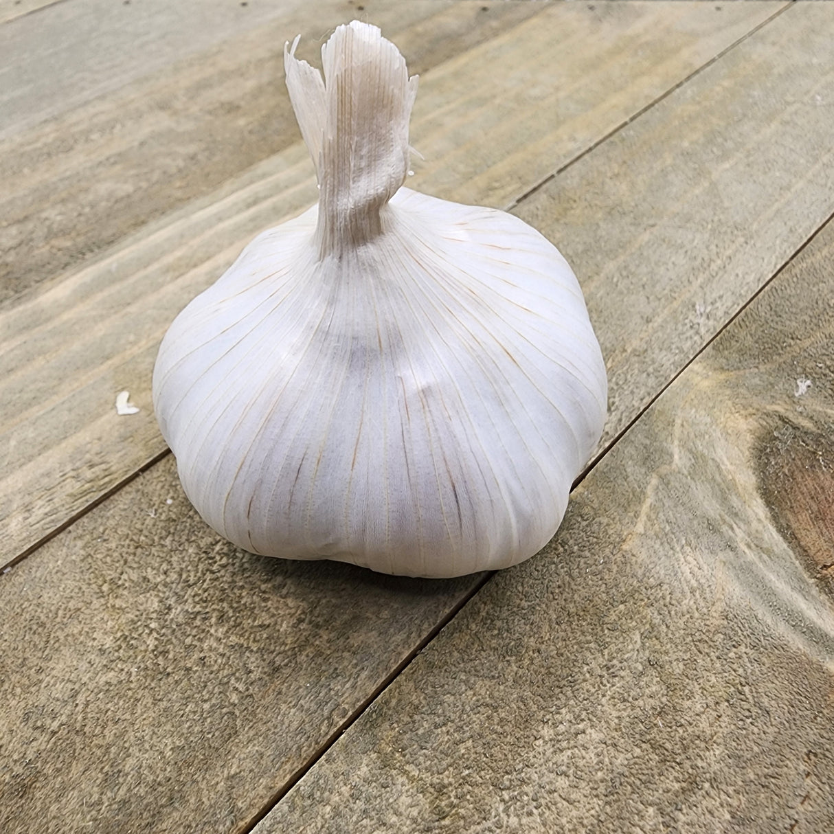 Garlic - (Soft Neck) Silver Rose
