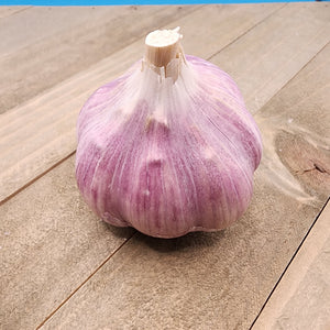 Garlic - (Hard Neck) Porcelain Musik