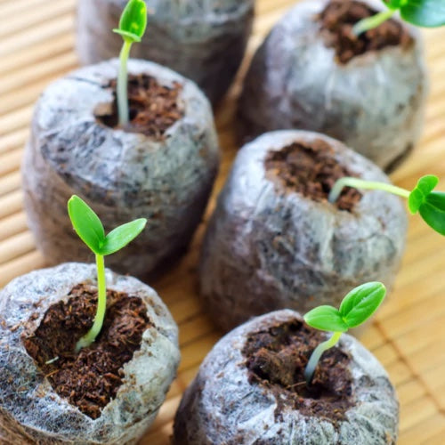 *FREE GIFT* Yellow Jalapeño (All-in-1 Seed Kit)