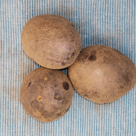 Organic Purple Majesty potato seed, mid-season variety, showing round purple-skinned potatoes with smooth surface and vibrant color.