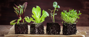 The Seed Club (PRO PLAN) 6 seed packs + organic soil pods