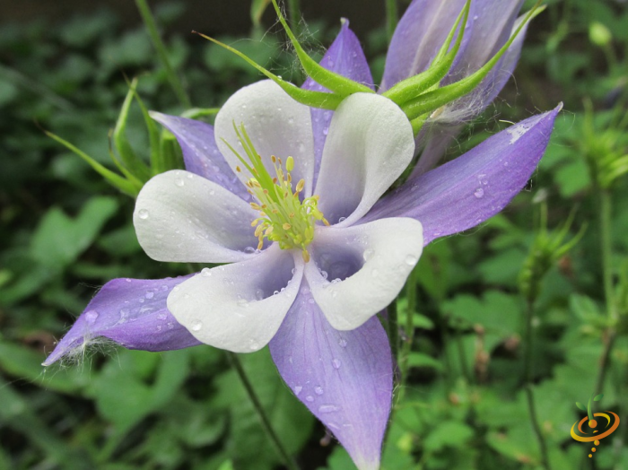 Wildflowers - Moist Area Scatter Garden Seed Mix - SeedsNow.com