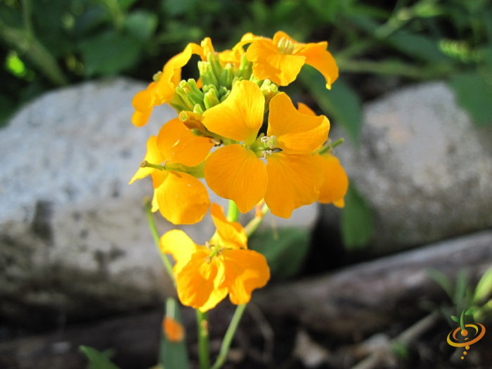 Wildflowers - Annual Cut Flower Scatter Garden Seed Mix - SeedsNow.com