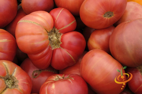 Close-up of ripe Pink Brandywine tomatoes with slightly ribbed shoulders and pinkish-red skin