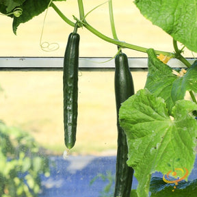 Chinese Snake cucumber hanging on vine with green leaves in garden environment
