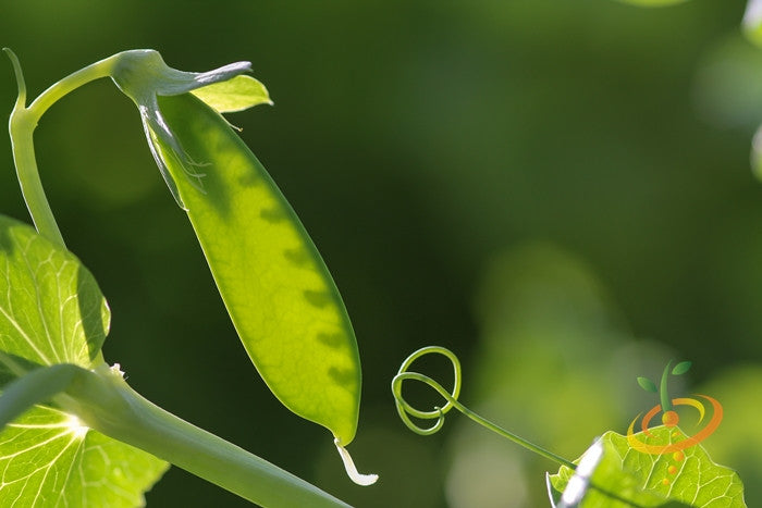 Pea - Oregon Sugar Pod.