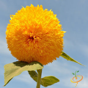 Sunflower Sun Gold tall flower seeds by SeedsNow, showing vibrant yellow sunflower blooms with green leaves.