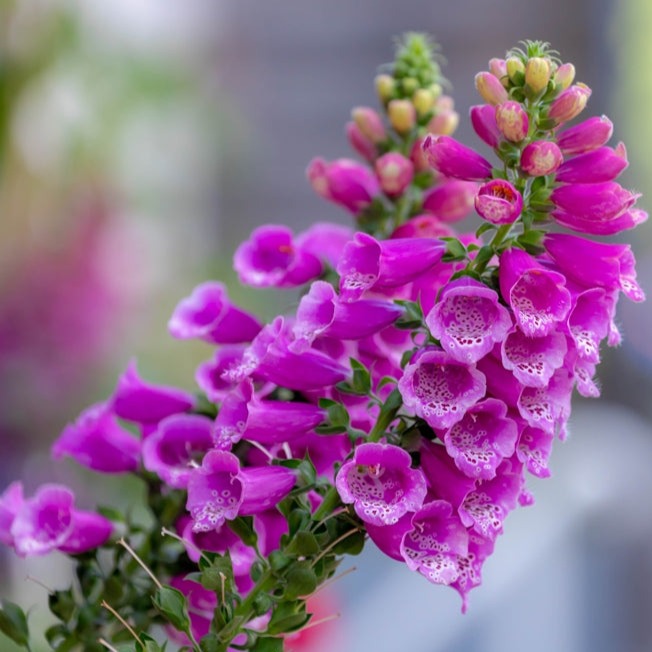 Flowers - Foxglove - SeedsNow.com