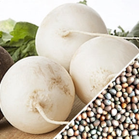 White radish seeds from SeedsNow, arranged in a clear container, ready for planting or gardening.