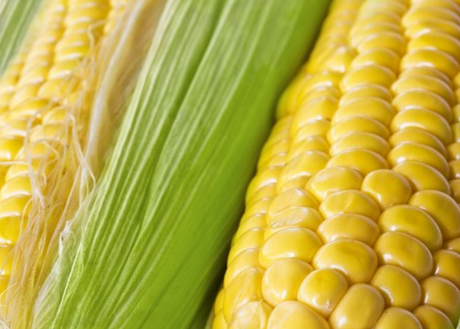 Organic Golden Bantam sweet corn seeds from SeedsNow.com, showing healthy corn kernels and vibrant green husks.