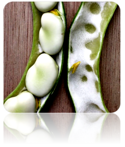 Bean (Fava/Pole) - Broad Windsor.