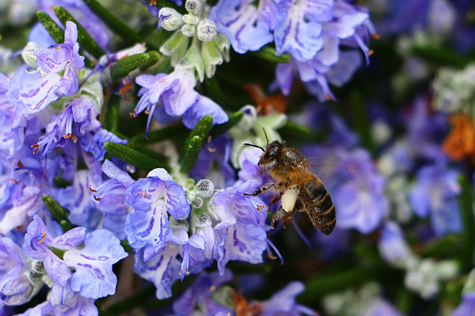 All-in-One SAVE THE BEES! Garden Variety Pack - SeedsNow.com